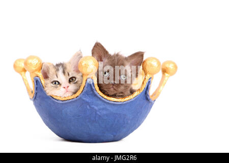 Selkirk Rex. Paire de chatons (6 semaines) dans un plat, en forme de couronne. Studio photo sur un fond blanc. Allemagne Banque D'Images