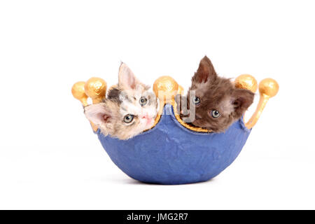 Selkirk Rex. Paire de chatons (6 semaines) dans un plat, en forme de couronne. Studio photo sur un fond blanc. Allemagne Banque D'Images