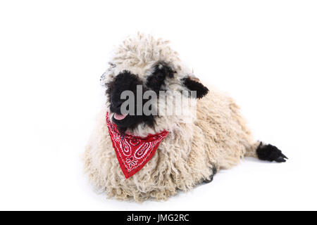 Le Valais les moutons. Agneau couché, le port de foulard rouge, bêlements. Studio photo sur un fond blanc. Allemagne Banque D'Images