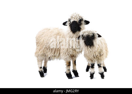 Le Valais les moutons. Deux agneaux debout. Studio photo sur un fond blanc. Allemagne Banque D'Images