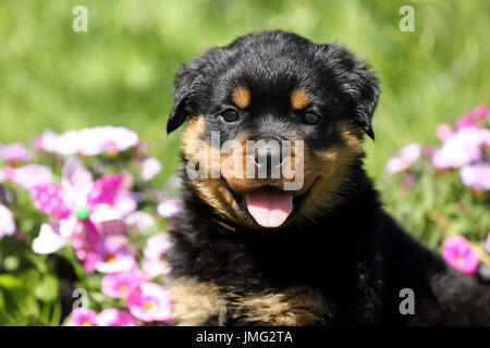 Rottweiler. Puppy (6 semaines) assis dans un jardin fleuri. Allemagne Banque D'Images