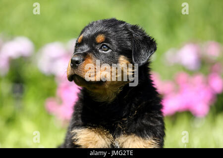 Rottweiler. Puppy (6 semaines) assis dans un jardin fleuri. Allemagne Banque D'Images