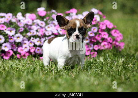 Bouledogue français. Puppy (6 semaines) debout devant des pétunias à fleurs. Allemagne Banque D'Images
