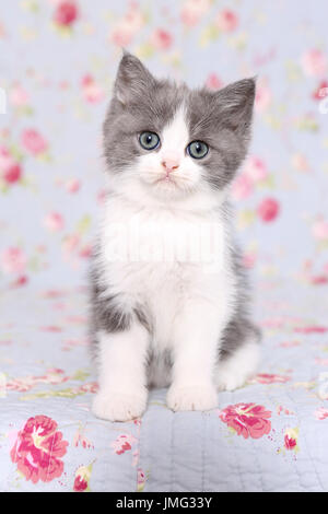 Selkirk Rex. Chaton (6 semaines) assis sur une couverture avec impression de fleurs. Studio photo Allemagne Banque D'Images