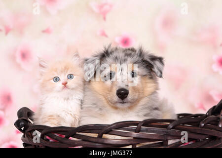 Selkirk Rex et American Collie. Chaton (6 semaines) et chiot dans un panier. Studio photo vu sur fond clair avec impression de fleurs de cerisier. Allemagne Banque D'Images