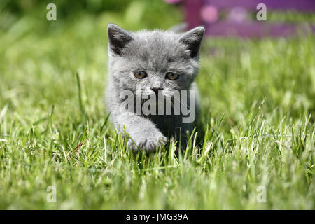 British Shorthair. Chaton gris (6 semaines) marcher sur une pelouse. Allemagne Banque D'Images