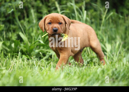Labrador Retriever. Puppy (6 semaines) marche sur un pré, portant une fleur de pissenlit. Allemagne Banque D'Images