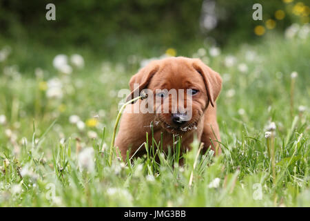 Labrador Retriever. Puppy (6 semaines) rongeant sur blowball. Il n'aime pas cela. Séquence : 4 de 4. Allemagne Banque D'Images