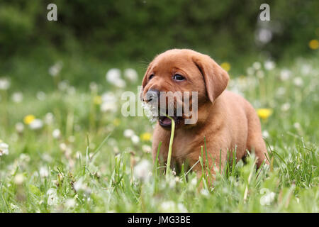 Labrador Retriever. Puppy (6 semaines) rongeant sur blowball. Séquence : 2 de 4. Allemagne Banque D'Images