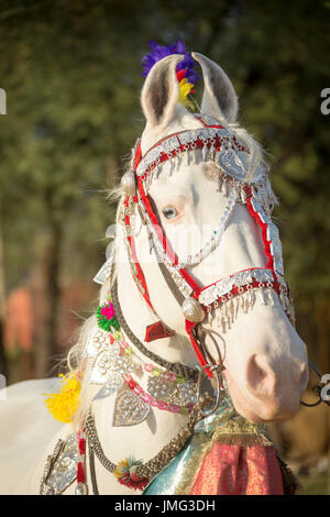 Chevaux Marwari. Portrait de blanc dominant mare décorées avec des couvre-chef coloré. Le Rajasthan, Inde Banque D'Images