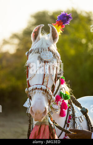 Chevaux Marwari. Portrait de blanc dominant mare décorées avec des couvre-chef coloré. Le Rajasthan, Inde Banque D'Images