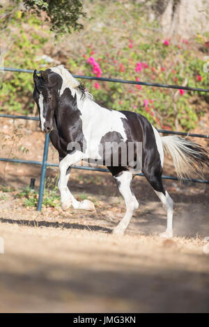 Chevaux Marwari. Piebald étalon galopant dans un enclos, portrait. L'Inde Banque D'Images