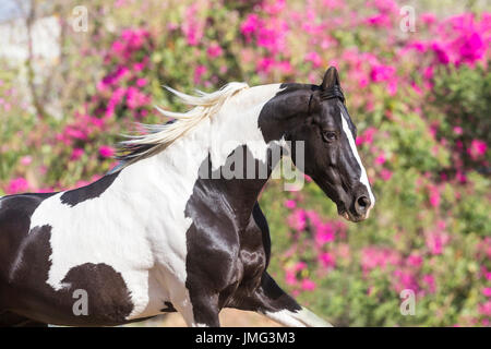 Chevaux Marwari. Piebald étalon galopant dans un enclos, portrait. L'Inde Banque D'Images