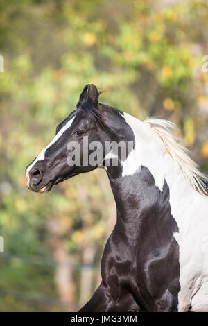 Chevaux Marwari. Portrait de piebald étalon. L'Inde Banque D'Images