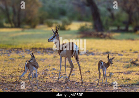 Le Springbok (Antidorcas marsupialis), Ewe avec deux agneaux nouveau-nés. Seulement l'un des agneaux est le sien pendant la saison des pluies dans la verdure Banque D'Images