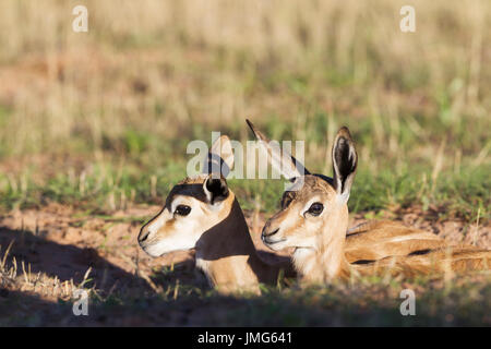 Le Springbok (Antidorcas marsupialis). Deux agneaux nouvellement né dans aburrow au repos. Désert du Kalahari, Kgalagadi Transfrontier Park, Afrique du Sud Banque D'Images