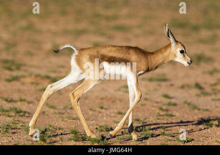 Le Springbok (Antidorcas marsupialis). L'agneau nouveau-né. Désert du Kalahari, Kgalagadi Transfrontier Park, Afrique du Sud Banque D'Images