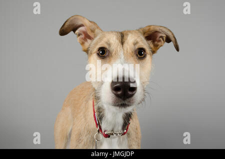 Portrait d'un chien de Lurcher animal de compagnie au Royaume-Uni Banque D'Images