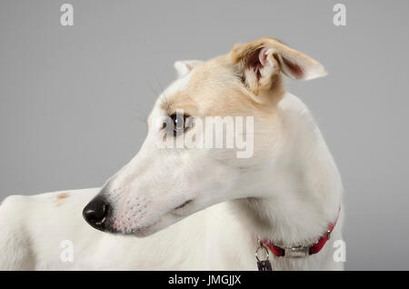Portrait d'un chien animal de compagnie (Lurcher femelle) au Royaume-Uni Banque D'Images