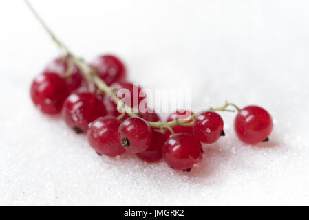 Photo de cassis sucré plus isolés du sucre blanc arrière-plan. Banque D'Images