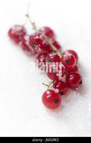 Photo de cassis sucré plus isolés du sucre blanc arrière-plan. Banque D'Images