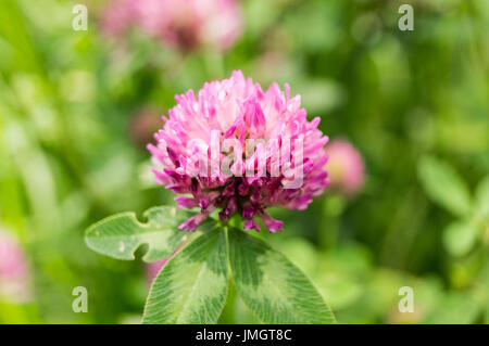 Fleur de trèfle rose au jardin d'été. la nature, macro. Banque D'Images