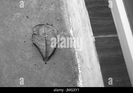 PHOTO EN NOIR ET BLANC DE FEUILLE MORTE SUR LE SOL DE BÉTON Banque D'Images