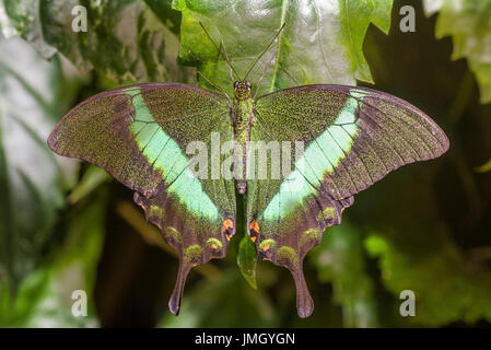 Le Livre vert-banded Swallowtail butterfly Banque D'Images