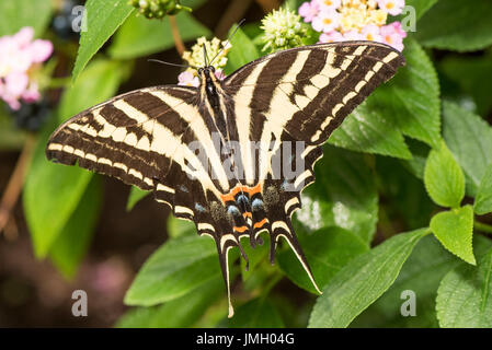 Un trois-tailed Tiger Swallowtail Banque D'Images