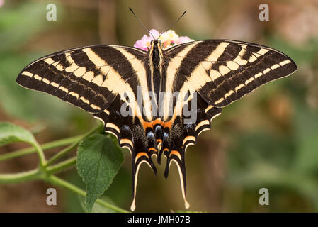 Un trois-tailed Tiger Swallowtail Banque D'Images