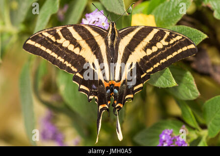 Un trois-tailed Tiger Swallowtail Banque D'Images