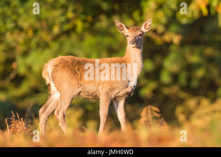 Red Deer hind durant la saison du rut Banque D'Images