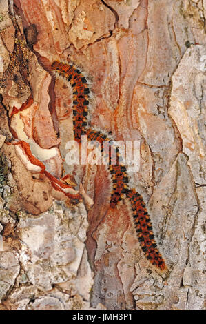 Processionnaire du pin, de chenilles sur l'écorce de pin, Provence, Sud de France / (Thaumetopoea pityocampa) | Pinien-Prozessionsspinner, Raupen Banque D'Images