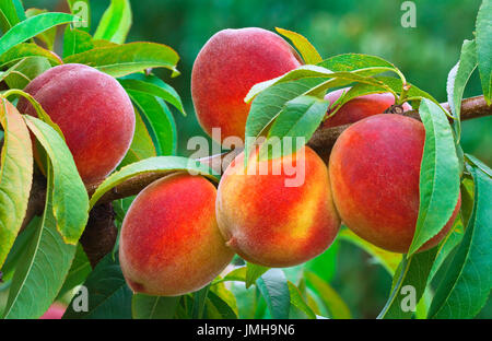 Direction générale de la pêche mûre dans le verger Banque D'Images