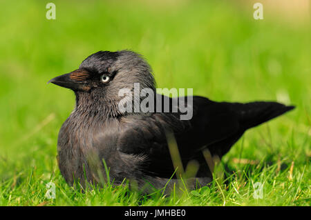 Choucas, Rhénanie du Nord-Westphalie, Allemagne / (Corvus monedula, Coloeus monedula) / Eurasian Jackdaw Choucas Européenne, Banque D'Images