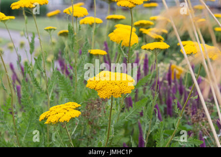 L'Achillea 'Coronation Gold'. L'achillée 'Coronation Gold' Fleurs dans un jardin frontière. UK Banque D'Images