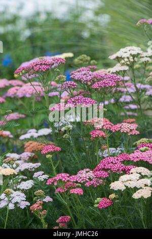 L'Achillea millefolium 'Summer Berries Mixed'. Dans un jardin de fleurs d'achillée frontière. UK Banque D'Images