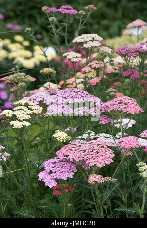 L'Achillea millefolium 'Summer Berries Mixed'. Fleurs de millefeuille Banque D'Images