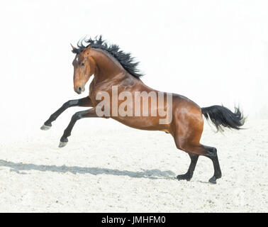 Prancing Horse Bay Banque D'Images