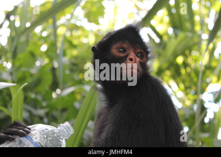 Singe noir dans l'Amazonie Banque D'Images