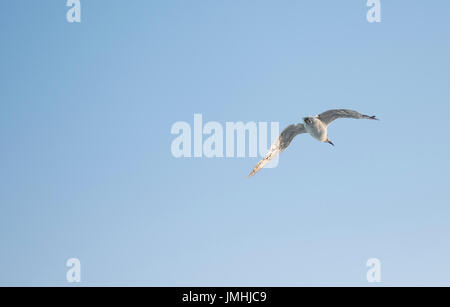 Une belle mouette est en vol dans un ciel lumineux bue Banque D'Images