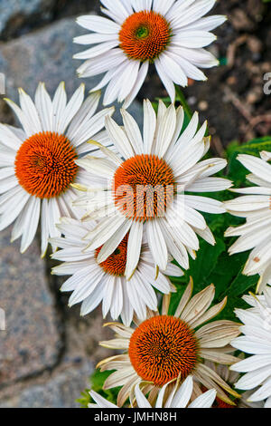 Fleurs d'été, Coneflower blanc Vue de dessus Banque D'Images