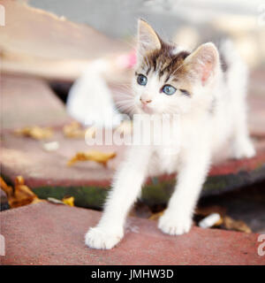 Chaton aux yeux bleus Banque D'Images