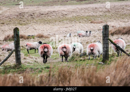 Troupeau de moutons sur la lande en hiver Banque D'Images