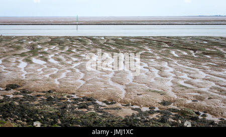 Les basses terres côtières de l'Angleterre offrent certains des plus grands marais salants naturels au Royaume-Uni. Sur les vasières de l'estuaire de lavage dans le Lincolnshire Banque D'Images