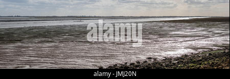 Les basses terres côtières de l'Angleterre offrent certains des plus grands marais salants naturels au Royaume-Uni. Sur les vasières de l'estuaire de lavage dans le Lincolnshire Banque D'Images