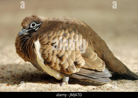 / Pigeon de squatters (Geophaps scripta) | Buchstabentaube / (Geophaps scripta) / Squatter-Taube Banque D'Images