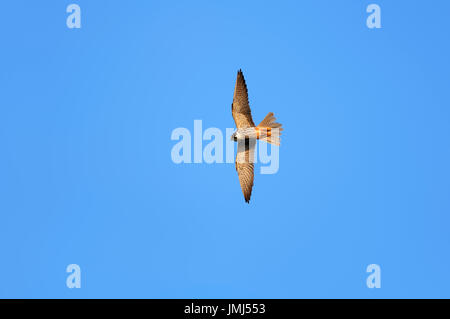 Eurasian Hobby, Rhénanie du Nord-Westphalie, Allemagne / (Falco subbuteo) | Baumfalke, Nordrhein-Westfalen, Deutschland / (Falco subbuteo) Banque D'Images