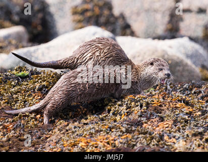 Eurasienne femelle loutre (Lutra lutra) & son bien cultivé cub, Shetland, UK Banque D'Images