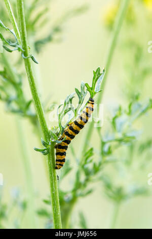 Le cinabre (Tyria jacobaeae), larve sur la plante, séneçon jacobée. Banque D'Images